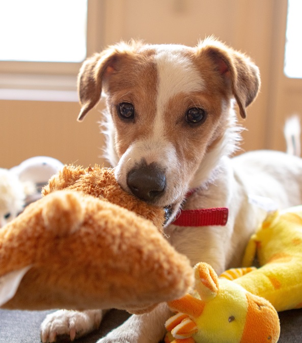 dog with toys